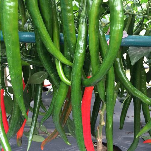 深绿色青红两用长线椒丰产高抗香辣农作物蔬菜种子刚正5号线椒