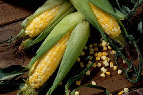 1,选择种子玉米一般是采用播种的方式繁殖栽培,品种优良的玉米种子