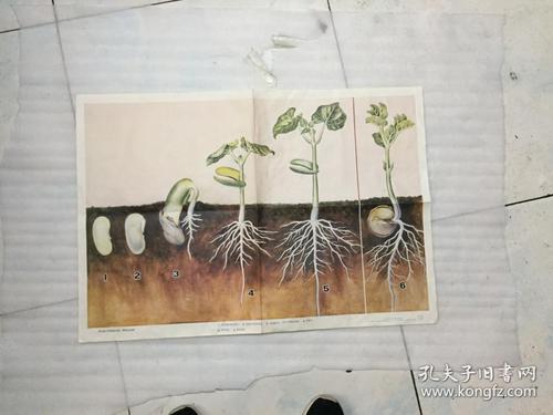 初级中学课本植物学教学挂图--菜芽种子的萌发过程